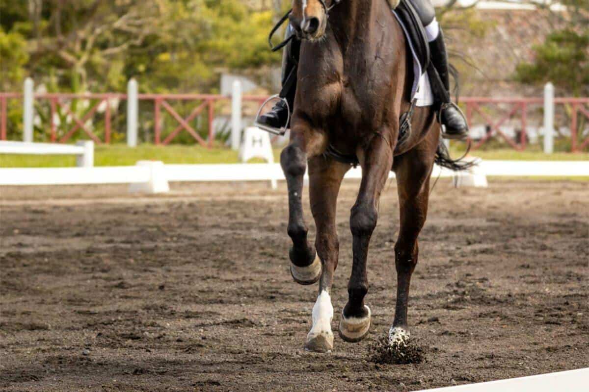 dressage-sand-rubber rubber chips for horse arenas